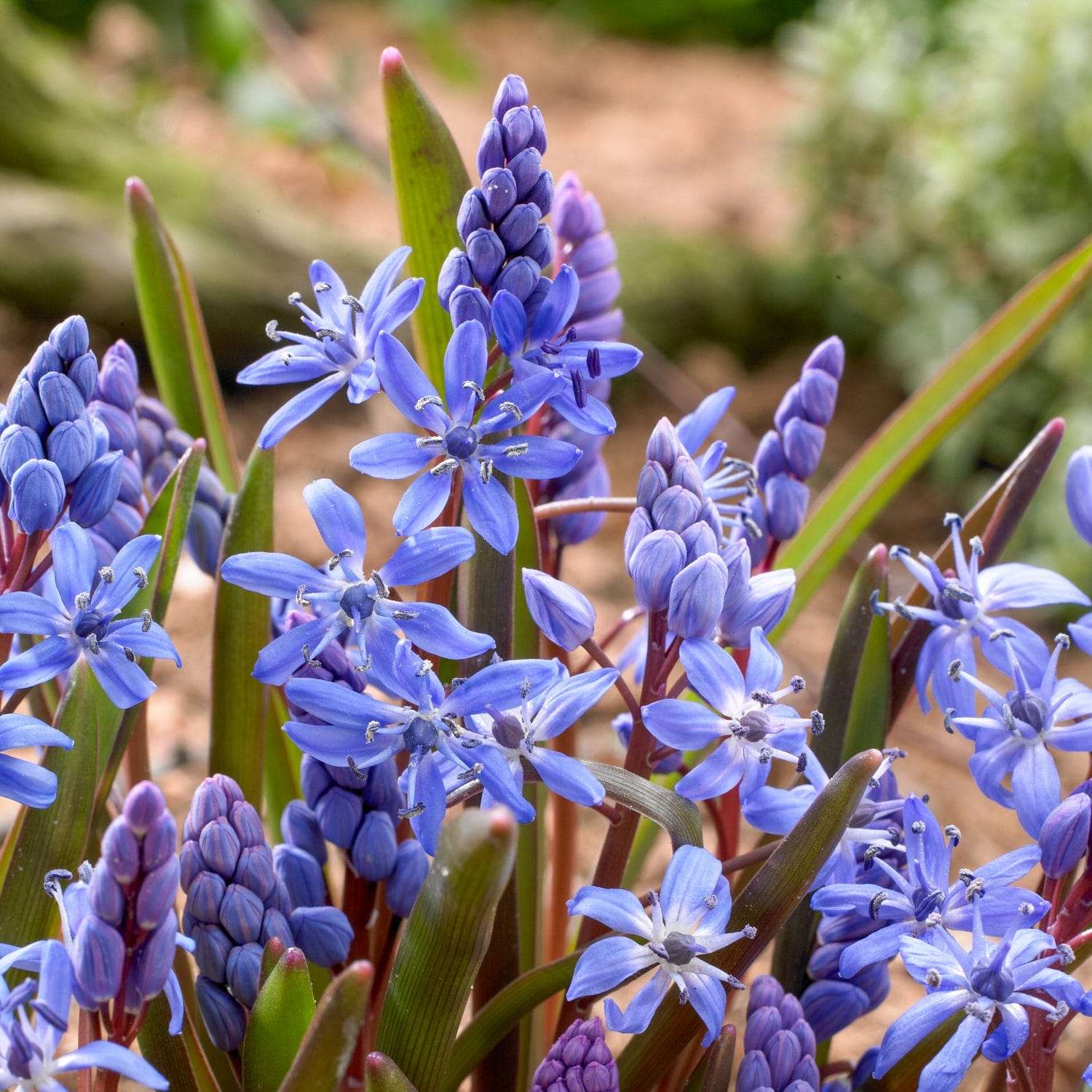 Blaustern (Scilla) 'Bifolia Blue' - Scilla